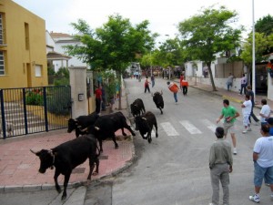 bull running javea