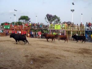 bull-running-fogueres-xabia