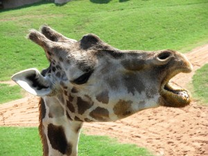 valencia-zoo-bioparc-Giraffe_head